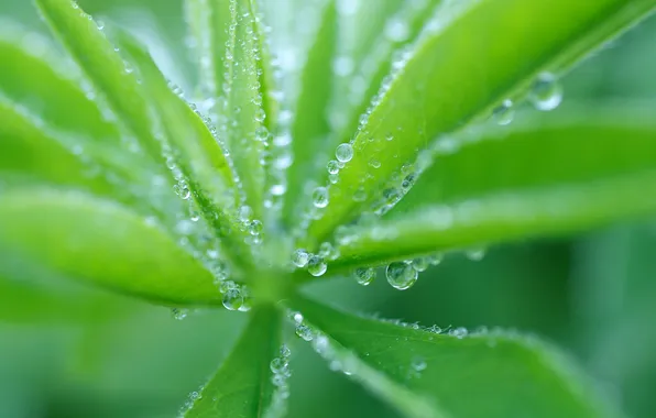 Picture greens, drops, Rosa