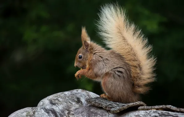 Picture the dark background, protein, tail, red, sitting