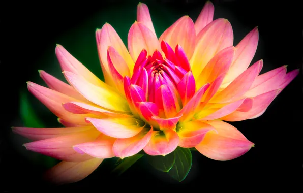 Picture flower, black background, Dahlia, yellow-pink