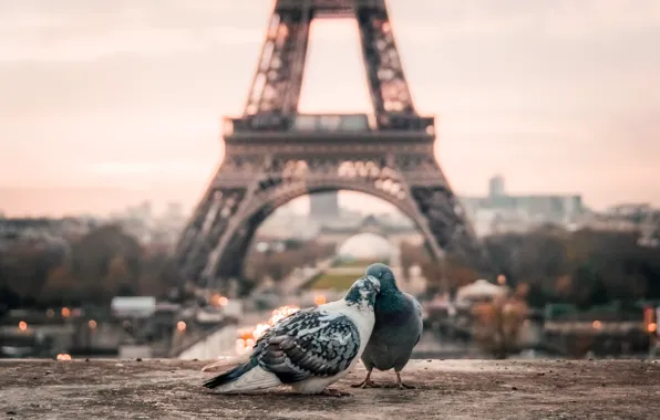 Wallpaper, France, Paris, morning, pigeons, Eiffel tower