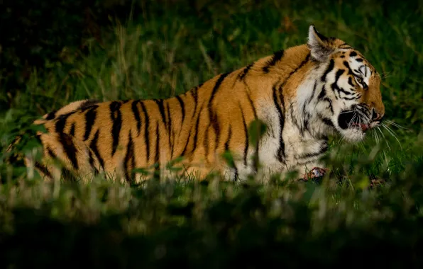 Greens, grass, cats, tiger, background, predator, meat, lies