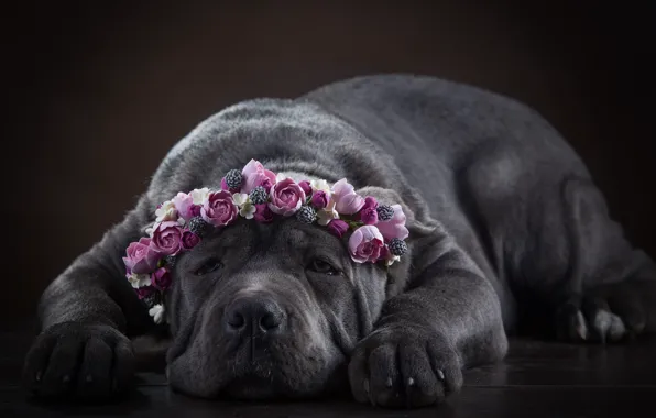 Picture face, flowers, dog, wreath, Cane Corso