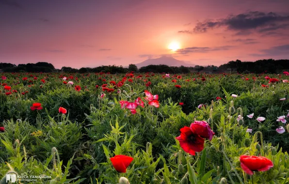 Sunset, flowers, beauty, photographer, Kenji Yamamura