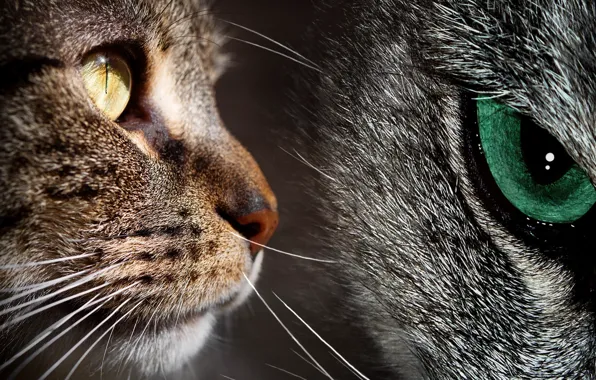 Eyes, mustache, look, yellow, green, grey, background, cats