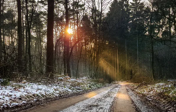 Road, forest, snow