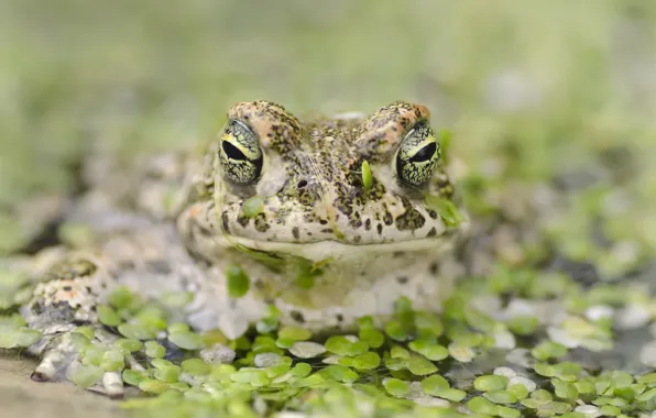 Nature, pond, frog