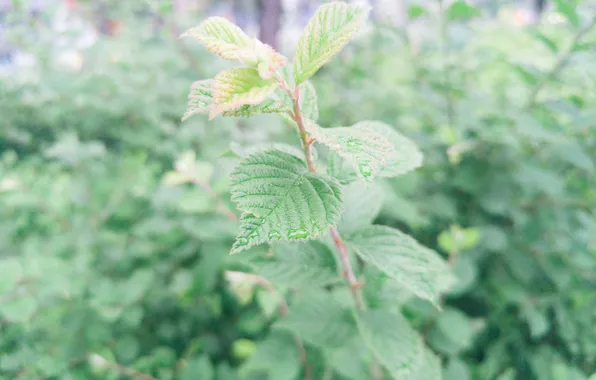Leaves, drops, plant, Russia, bokeh, Artem