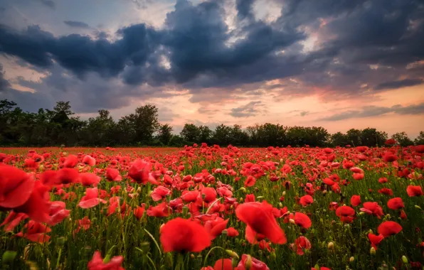 The sky, clouds, sunset, flowers, clouds, Maki, shrubs, poppy field