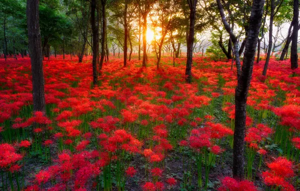Picture forest, the sun, trees, sunset, flowers, nature, Park, forest