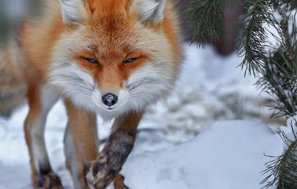 Picture winter, snow, branches, animal, Fox, needles, Fox, Oleg Bogdanov