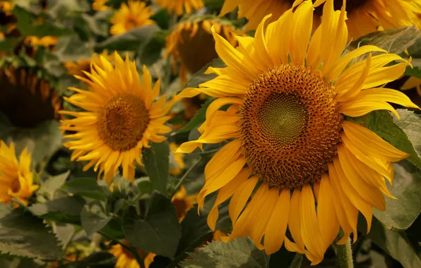 Field, leaves, sunflowers, flowers, close-up, yellow, sunflower