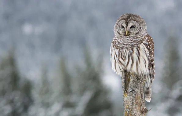 Picture winter, background, owl, bird, blurred background, column, owl, motley