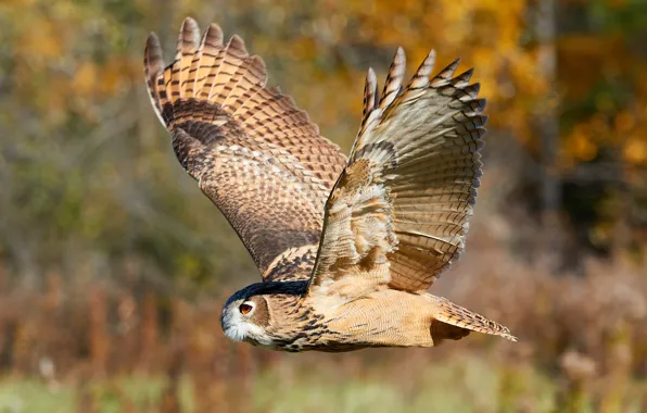 Picture forest, flight, nature, owl, bird, blur, hunting, animals
