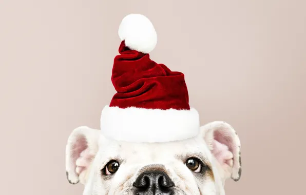 Picture dog, New Year, Christmas, puppy, Santa, Christmas, puppy, dog
