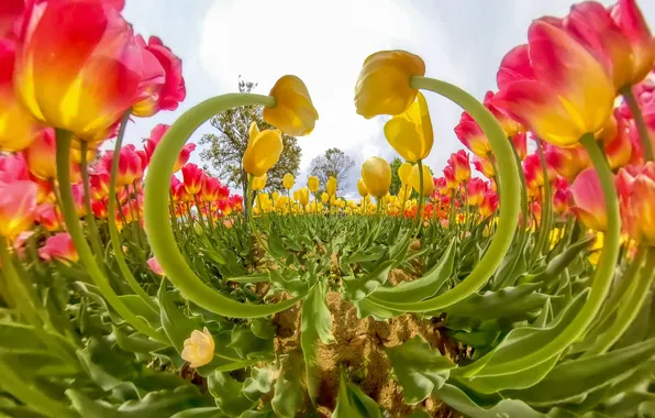 Field, the sky, leaves, flowers, Park, stems, beauty, spring