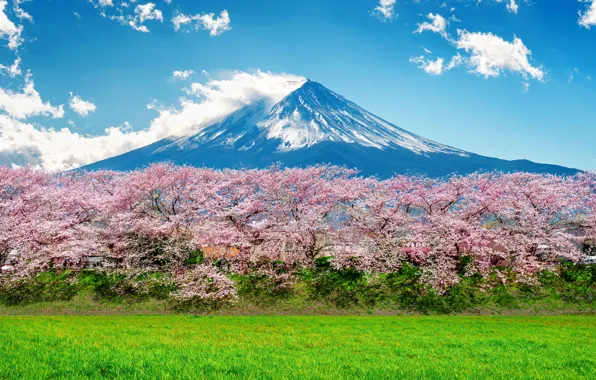 Picture cherry, spring, Japan, Sakura, Japan, flowering, mount Fuji, landscape