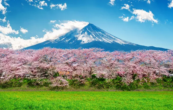 Cherry, spring, Japan, Sakura, Japan, flowering, mount Fuji, landscape