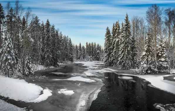 Winter, forest, river, river, winter