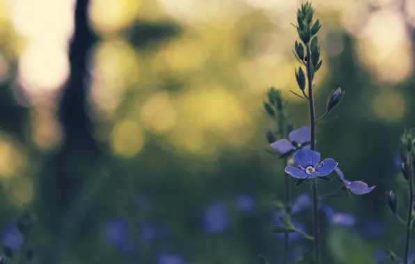 Flower, grass, blue, spring, bokeh