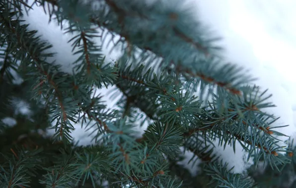 Snow, branches, spruce