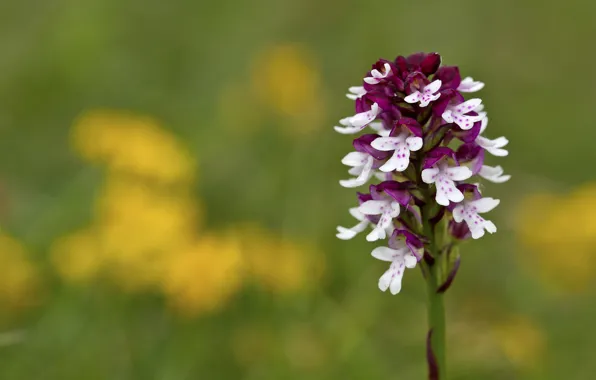 Flower, stem, flower, bokeh, bokeh, stalk