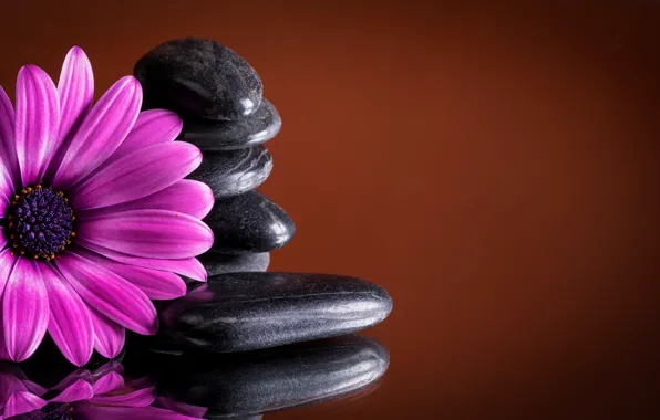 Stones, colorful, flowers, gerbera, purple, gerbera