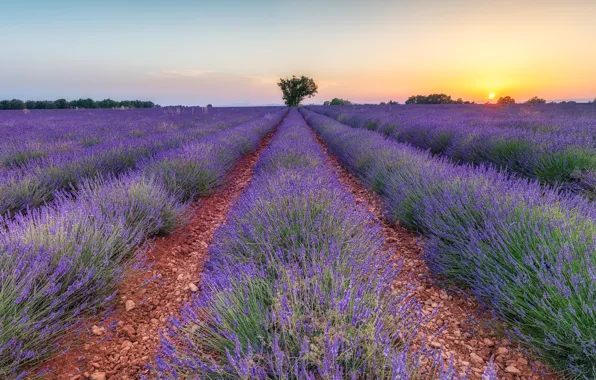 Field, summer, the sky, the sun, sunset, flowers, nature, tree