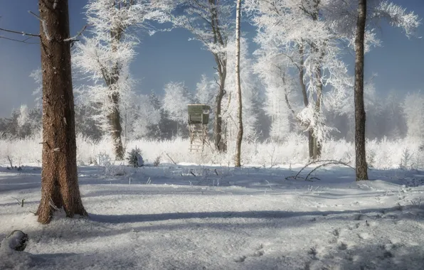 Winter, frost, forest, snow, branches, frost