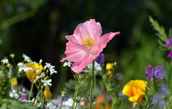 Flower, summer, the dark background, pink, glade, Mac, meadow