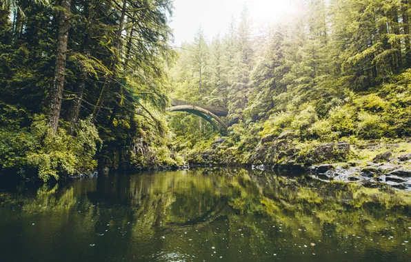 Picture forest, trees, bridge, Washington, Molton Falls