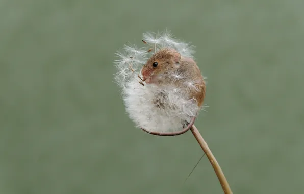 Picture nature, dandelion, mouse, the mouse is tiny
