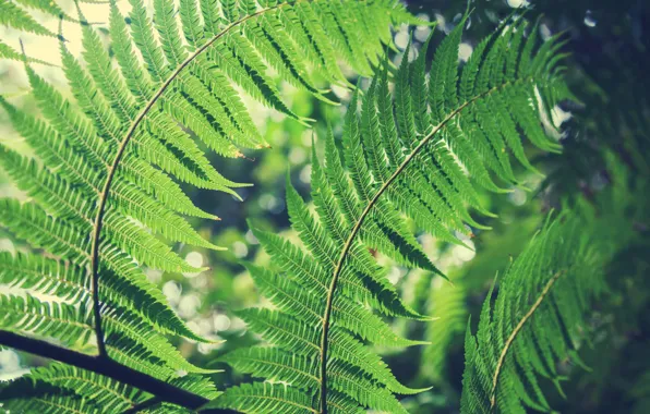 Picture leaves, fern, bokeh