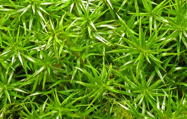 Leaves, nature, plant, spikes, aloe