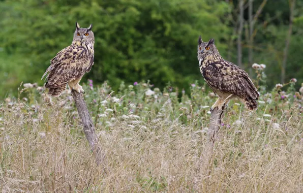 Tree, Birds, weed, owls