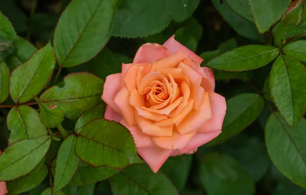 Leaves, macro, roses, buds