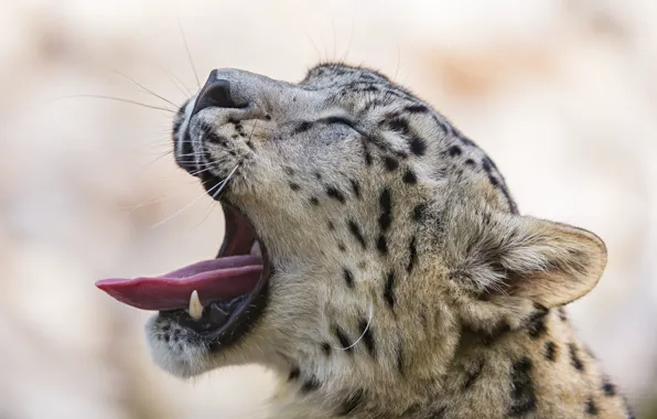 Picture language, cat, IRBIS, snow leopard, yawns, ©Tambako The Jaguar