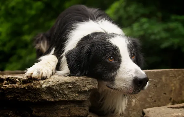 Look, each, dog