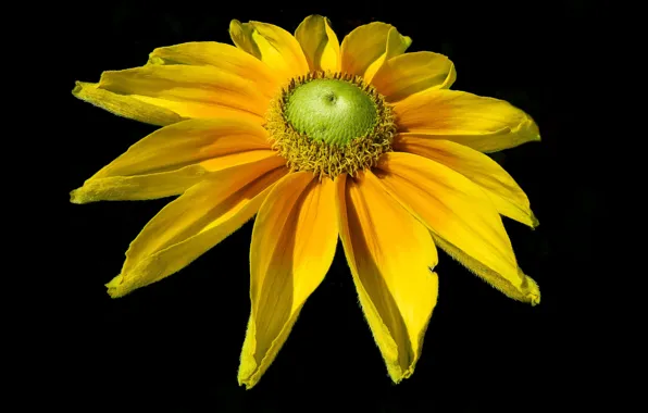 Flowers, background, petals