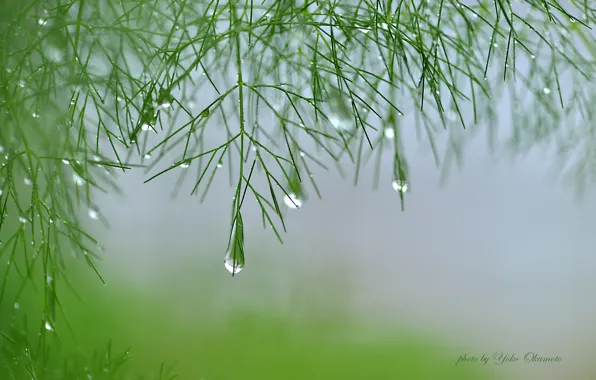 Branches, fog, plant, green, water drops, Yoko Okamoto, asparagus, damp