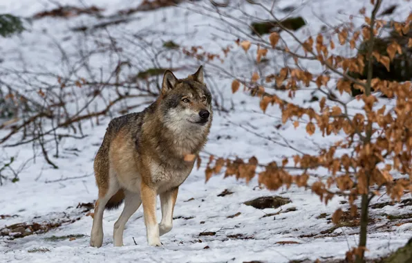 Winter, snow, wolf