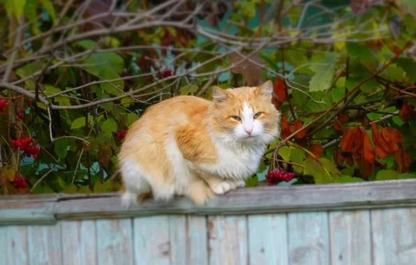 Picture autumn, look, the fence, Cat, red, sitting, cat, balance