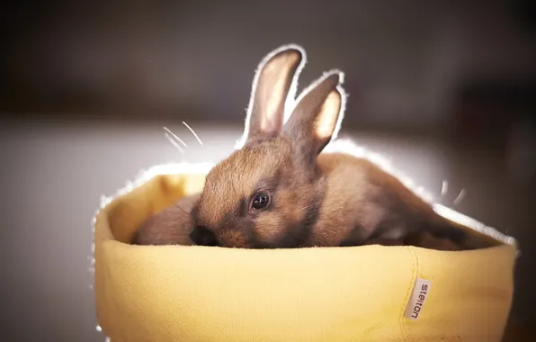Picture background, rabbit, Little Bunny