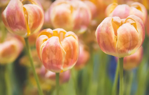 Flowers, petals, tulips