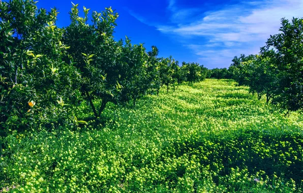 The sky, trees, landscape, nature, garden, sky, trees, landscape