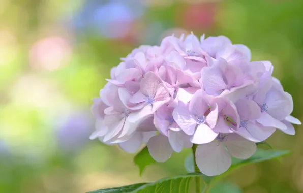 Flower, flowers, tenderness, bokeh, hydrangea, inflorescence