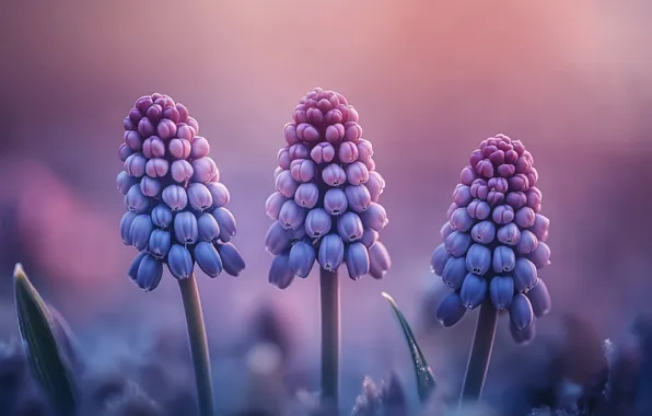 Flowers, spring, trio, pink background, lilac, Muscari, hyacinth mouse, AI art