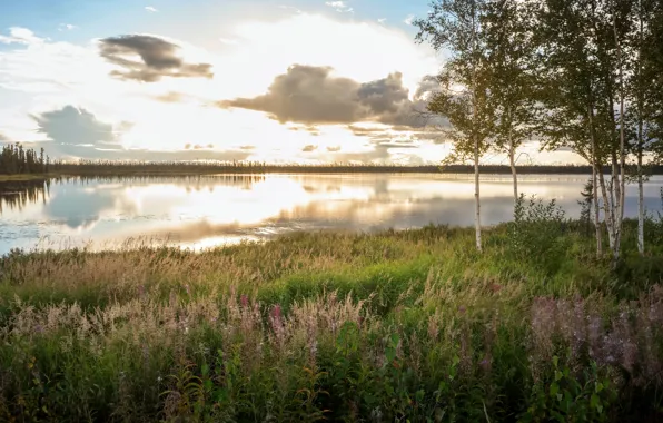 Summer, lake, birch