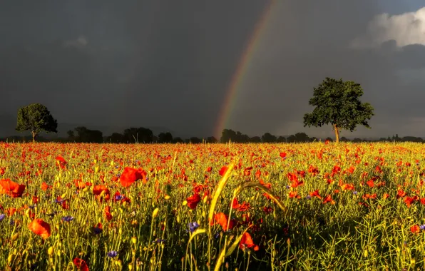 Field, summer, rainbow