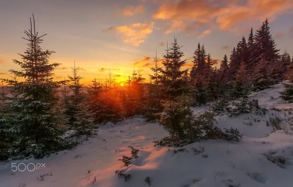 Winter, forest, the sun, snow, nature
