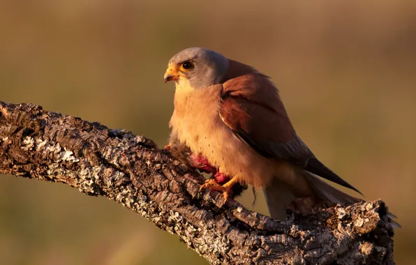 Picture light, branches, background, bird, Falcon, ruffled, Kestrel